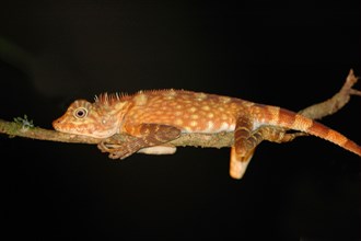 Borneo Crested Lizard
