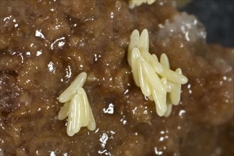 Fly eggs laid on rotting meat