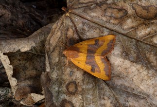Ochre-yellow owlet moth