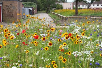 Mixed flowers planted in derelict urban housing plots