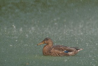 Mallard in the rain