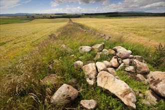 Field border wildlife strip with stones
