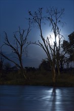 Trees by the river with resting herons and vultures at night