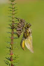 Broad-bodied Chaser adult