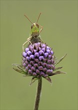 Lesser marsh grasshopper