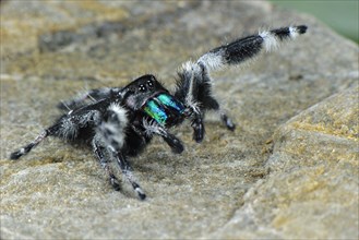 Regal Jumping Spider