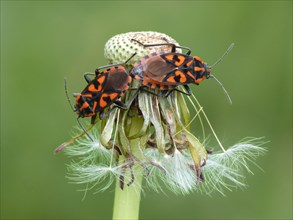 Adult pair of Cretan milkweed bug