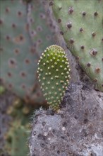 (Opuntia galapageia) var profusa, found on Rabida island, the spines are the leaves and the pads