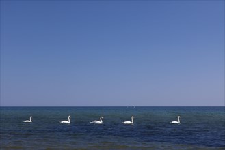 Group of mute swans