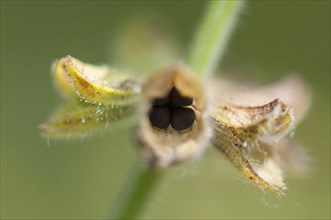 (Salvia pratensis)