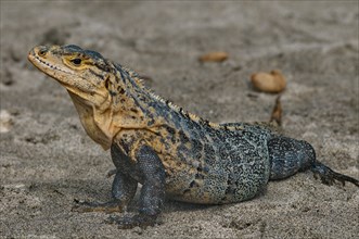 Black Iguana
