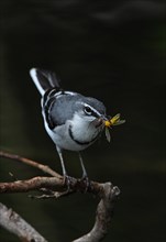 Long-tailed wagtail