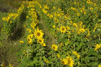 Sunflower crop