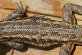 Spiny Lizard