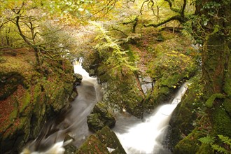 Waterfalls on river in woodland habitat