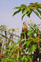 Brown-winged Mousebird