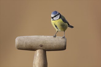 Blue tit