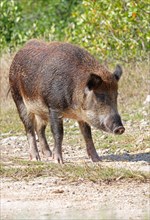 Wild boar feeding on spilled grain
