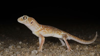 Namib Giant Ground Gecko Chondrodactylus angulifer adult