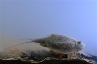 Tadpole Shrimp