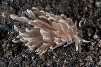 Cryptic Phyllodesmium Seaslug adult