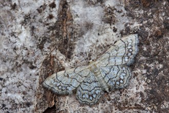Pearl-bordered moth