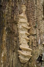 Fruiting body of Mazegill oak