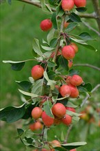 Cultivated Crabapple