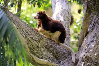 Matschie's matschie's tree-kangaroo