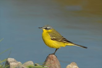 Sykes's wagtail