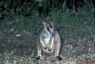 Queensland Rock Kangaroo