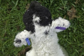 Swaledale lamb with ear tags