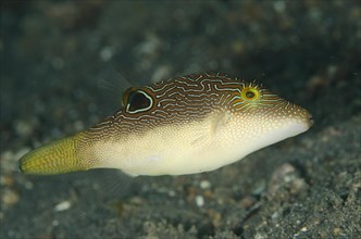 Maze Tip Pufferfish