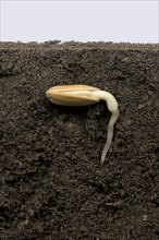Sunflower seed in the seed coat or pericarp below the soil surface with developing root or radicle