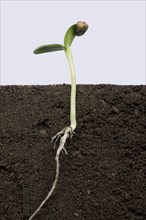 Sunflower seedling with cotyledons expanding