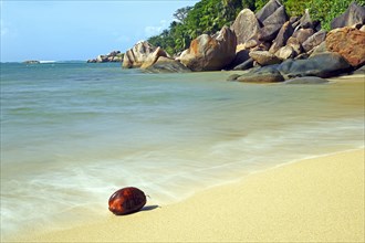 Coconut on the beach of Anse Cimitiere in the early morning