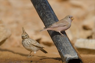 Desert Bullfinch and Thekla Lark