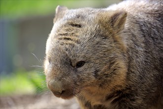 Common common wombat