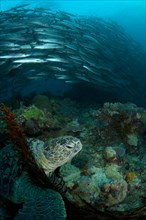 Adult loggerhead sea turtle