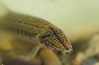 Spined loach