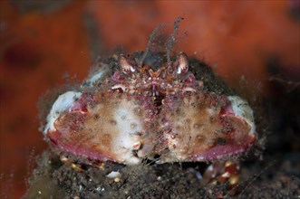 Adult two-horned box crab