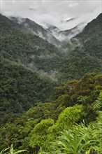 View of the mountain rainforest habitat