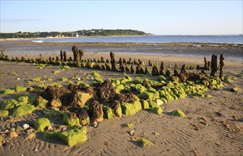 Remains of breakwater covered with seaweed