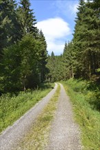 Forest path