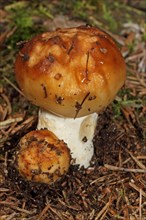 Smelly russula
