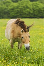 Adult przewalski's horse