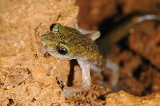 Sopramonte Cave Salamander
