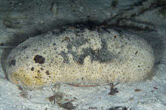 White teatfish sea cucumber