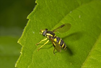 Late Yellow-bordered Hoverfly
