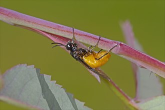 Blue-black Rose Brush Horn Wasp